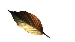 Dramatic Leaf Vinyl Car Decal Sticker – Waterproof & UV-Resistant 2.72"