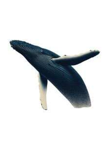 Humpback Whale Breach Vinyl Car Decal Sticker – Waterproof & UV-Resistant 8.213333333333333"