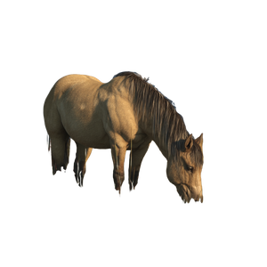 Buckskin Pony Grazing Vinyl Car Decal Sticker – Waterproof & UV-Resistant 3.4133333333333336"