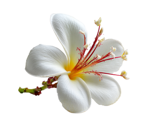 Thai Flower Vinyl Car Decal Sticker – Waterproof & UV-Resistant 6.613333333333333" Thai Flower Vinyl Car Decal Sticker – Waterproof & UV-Resistant 6.613333333333333"