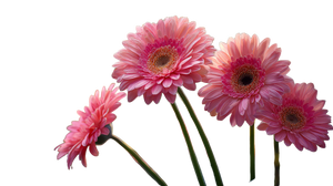 Pink Gerbera Daisies V2 Vinyl Car Decal Sticker – Waterproof & UV-Resistant 2.72"