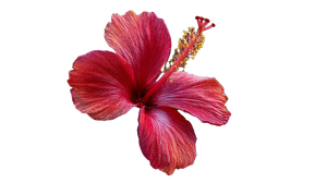 Red Hibiscus Bloom Vinyl Car Decal Sticker – Waterproof & UV-Resistant 2.72"