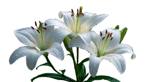 White Lilies Dewdrops Vinyl Car Decal Sticker – Waterproof & UV-Resistant 2.72"