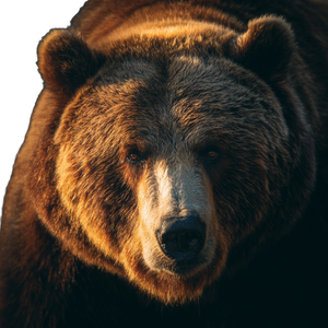 Muscular Grizzly Bear V2 Vinyl Car Decal Sticker – Waterproof & UV-Resistant 3.4133333333333336"