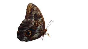 Blue Morpho Butterfly V12 Vinyl Car Decal Sticker – Waterproof & UV-Resistant 5.4 Blue Morpho Butterfly V12 Vinyl Car Decal Sticker – Waterproof & UV-Resistant 5.4
