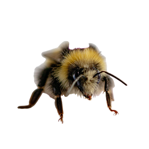 Bumblebee Party Vinyl Car Decal Sticker – Waterproof & UV-Resistant 3.4133333333333336"