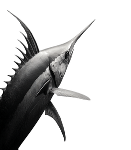 Tuna Tail Fin Vinyl Car Decal Sticker – Waterproof & UV-Resistant 3.8933333333333335" Tuna Tail Fin Vinyl Car Decal Sticker – Waterproof & UV-Resistant 3.8933333333333335"