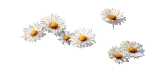 Chrysanthemums Vinyl Car Decal Sticker – Waterproof & UV-Resistant 5.12"