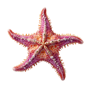 Pink Nacar Starfish Vinyl Car Decal Sticker – Waterproof & UV-Resistant 3.4133333333333336"