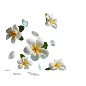 Floating Frangipani Flowers Vinyl Car Decal Sticker – Waterproof & UV-Resistant 6.826666666666667"