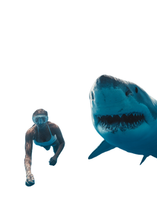 Shark Chase Swim Vinyl Car Decal Sticker – Waterproof & UV-Resistant 8.213333333333333" Shark Chase Swim Vinyl Car Decal Sticker – Waterproof & UV-Resistant 8.213333333333333"