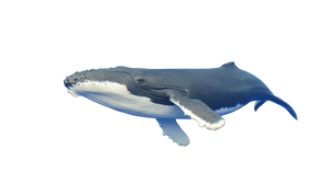 Giant Swimming Whale V2 Vinyl Car Decal Sticker – Waterproof & UV-Resistant 5.4