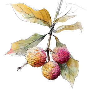 Lychee Illustration V2 Vinyl Car Decal Sticker – Waterproof & UV-Resistant 6.826666666666667"