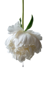 Elegant White Peony V2 Vinyl Car Decal Sticker – Waterproof & UV-Resistant 9.706666666666667"