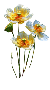 Blooming Yellow Lotuses Vinyl Car Decal Sticker – Waterproof & UV-Resistant 4.8533333333333335"