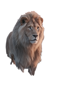 Majestic Lion V34 Vinyl Car Decal Sticker – Waterproof & UV-Resistant 4.4