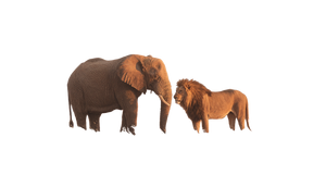 Lion And Elephant Moment Vinyl Car Decal Sticker – Waterproof & UV-Resistant 2.6666666666666665"
