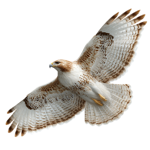 Hawk In Flight Vinyl Car Decal Sticker – Waterproof & UV-Resistant 6.826666666666667"