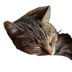 Sleeping Cat V34 Vinyl Car Decal Sticker – Waterproof & UV-Resistant 3.4133333333333336" Sleeping Cat V34 Vinyl Car Decal Sticker – Waterproof & UV-Resistant 3.4133333333333336"