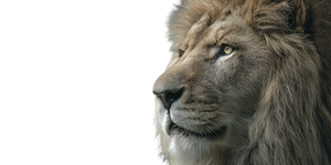 Lion V18 Vinyl Car Decal Sticker – Waterproof & UV-Resistant 5.12"