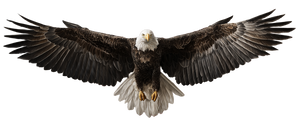 Bald Eagle Soaring V9 Vinyl Car Decal Sticker – Waterproof & UV-Resistant 2.3466666666666667"