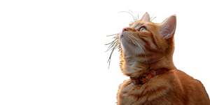 Cat V462 Vinyl Car Decal Sticker – Waterproof & UV-Resistant 5.12"