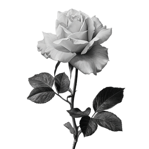 Beautiful Rose V7 Vinyl Car Decal Sticker – Waterproof & UV-Resistant 3.4133333333333336"
