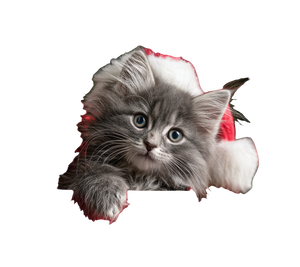 Holiday Kitten Peek Vinyl Car Decal Sticker – Waterproof & UV-Resistant 6.826666666666667"