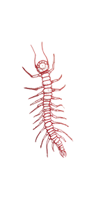 Centipede Tattoo Vinyl Car Decal Sticker – Waterproof & UV-Resistant 5.333333333333333"