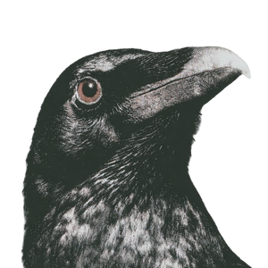Raven'S Eye V2 Vinyl Car Decal Sticker – Waterproof & UV-Resistant 6.826666666666667"