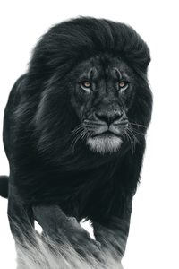 Black Lion V5 Vinyl Car Decal Sticker – Waterproof & UV-Resistant 4.4