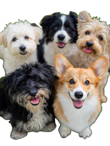 Joyful Dog Group Vinyl Car Decal Sticker – Waterproof & UV-Resistant 8.213333333333333" Joyful Dog Group Vinyl Car Decal Sticker – Waterproof & UV-Resistant 8.213333333333333"