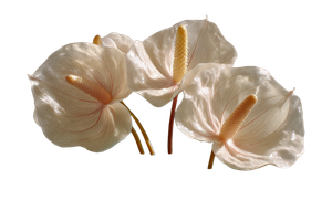 Floating Anthurium Flowers Vinyl Car Decal Sticker – Waterproof & UV-Resistant 2.986666666666667"