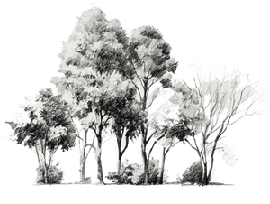 Botanical Sketch Study Vinyl Car Decal Sticker – Waterproof & UV-Resistant 6.1866666666666665"