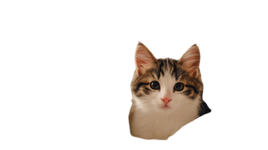 Sleeping With Cat V2 Vinyl Car Decal Sticker – Waterproof & UV-Resistant 5.4