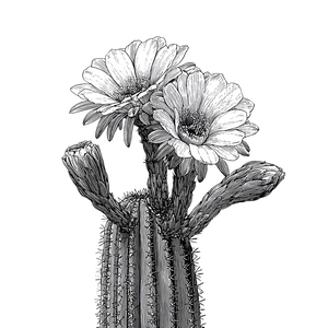 Saguaro Cactus Flower Vinyl Car Decal Sticker – Waterproof & UV-Resistant 6.826666666666667" Saguaro Cactus Flower Vinyl Car Decal Sticker – Waterproof & UV-Resistant 6.826666666666667"