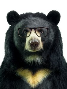 Bear With Glasses V3 Vinyl Car Decal Sticker – Waterproof & UV-Resistant 8.213333333333333"