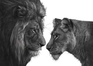 Lion Couple Portrait Vinyl Car Decal Sticker – Waterproof & UV-Resistant 3.0933333333333333"