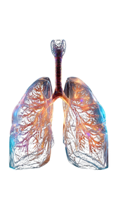 Holographic Lungs Vinyl Car Decal Sticker – Waterproof & UV-Resistant 9.706666666666667"