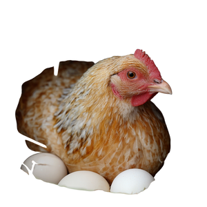 Chicken Laying Eggs Vinyl Car Decal Sticker – Waterproof & UV-Resistant 3.4133333333333336"