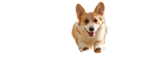 Joyful Corgi Chase V2 Vinyl Car Decal Sticker – Waterproof & UV-Resistant 2.3466666666666667"