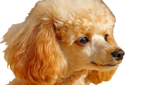 Poodle Puppy Photo Vinyl Car Decal Sticker – Waterproof & UV-Resistant 2.72"