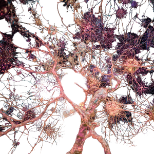 Brain Neurons Vinyl Car Decal Sticker – Waterproof & UV-Resistant 3.4133333333333336"