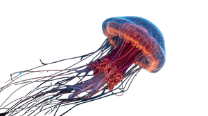 Atolla Jellyfish Glow Vinyl Car Decal Sticker – Waterproof & UV-Resistant 2.72"