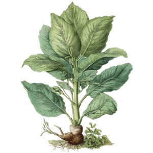 Tobacco Plant Illustration Vinyl Car Decal Sticker – Waterproof & UV-Resistant 6.826666666666667"