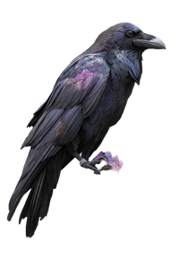 Clever Raven Familiar Vinyl Car Decal Sticker – Waterproof & UV-Resistant 8.96"