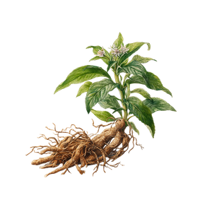 Echinacea Purpurea Root Vinyl Car Decal Sticker – Waterproof & UV-Resistant 3.4133333333333336"