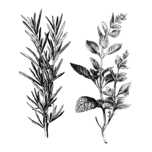 Herb Sketch Vinyl Car Decal Sticker – Waterproof & UV-Resistant 3.4133333333333336"