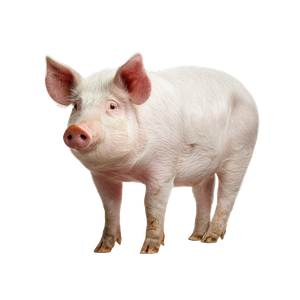 Pig On Blank Vinyl Car Decal Sticker – Waterproof & UV-Resistant 3.4133333333333336"