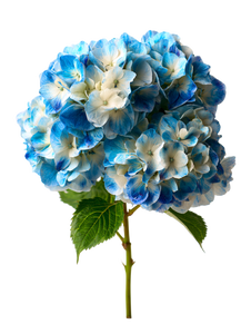 Hydrangea Bouquet V5 Vinyl Car Decal Sticker – Waterproof & UV-Resistant 4.1066666666666665"